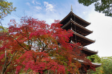 仁和寺の紅葉
