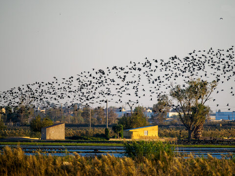 Grupo de moritos comunes volando en le Delta del Ebro, Espa&ntilde;a