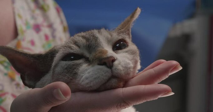 A veterinarian holds a beautiful Devon Rex cat with his hand gently cupping her chin. The scene captures a moment of trust and affection between the vet and the pet.