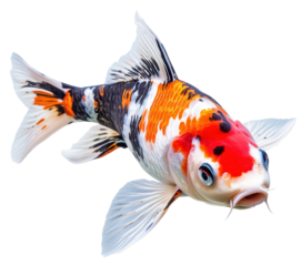 koi fish isolated on transparent background