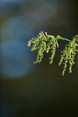 Flowers, nature and plants with bud in garden for flora, colorful display and season. Morning, earth and wallpaper in springtime for green, trees and outdoor landscape as background or botany texture