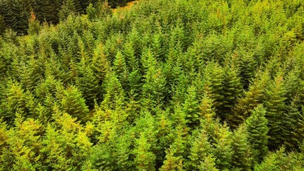 Experience the breathtaking aerial view of a lush green forest exemplifying natures beauty