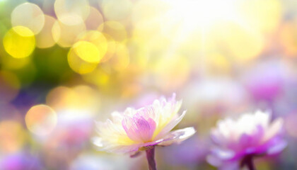 Fototapeta premium Spring bright yellow pink purple white light defocused background. Bokeh sunlight glare leak. Blur glow overlay surface. Lens flare filter. Copy space.