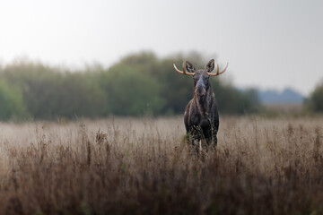 The moose (elk), Alces alces, Biebrzanski National Park, Poland. Elk stands in grass. © Branislav