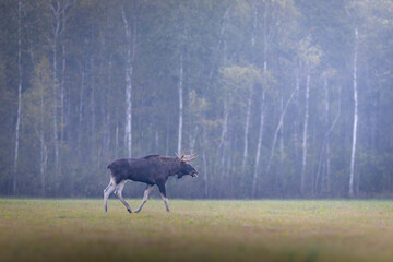 The moose (elk), Alces alces, Biebrzanski National Park, Poland. Elk stands in grass. © Branislav