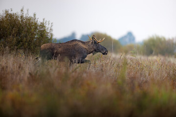 The moose (elk), Alces alces, Biebrzanski National Park, Poland. Elk stands in grass. © Branislav