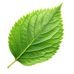 Obraz premium A single leaf