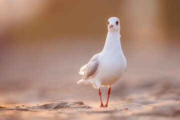 seagull ( larus marinus ) at sunset on the Baltic Sea