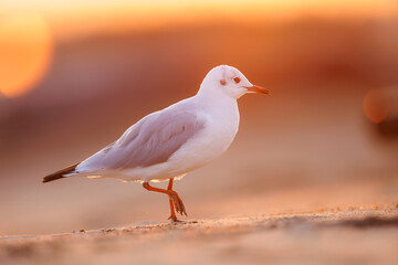 Fototapeta premium seagull ( larus marinus ) at sunset on the Baltic Sea