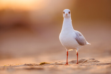 seagull ( larus marinus ) at sunset on the Baltic Sea