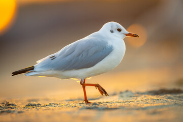 seagull ( larus marinus ) at sunset on the Baltic Sea