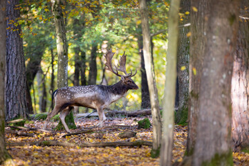 Fallow deer male (dama dama) in the forest.