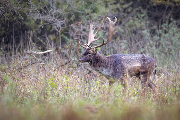 Fallow deer male (dama dama) in the forest.
