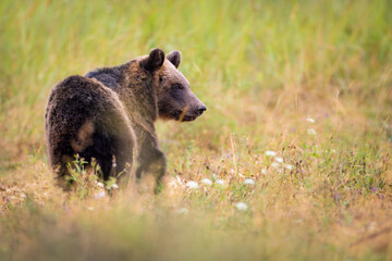 Brown bear - ursus arctos stands in tall grass. Wildlife scenery.