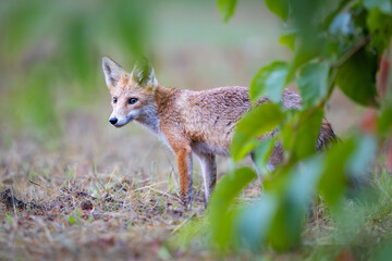 Fototapeta premium Red fox Vulpes vulpes. A fox in a meadow. Wild young fox. Close up.