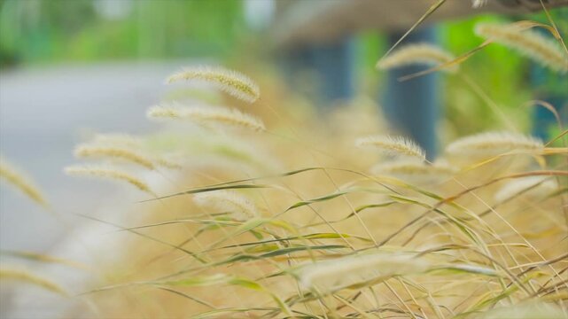 Withered and yellow foxtail grass on the roadside in autumn