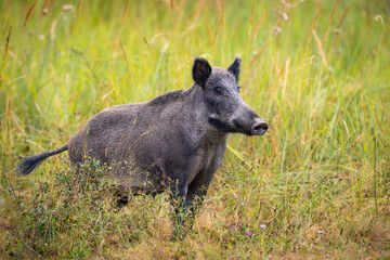 Wild boar (sus scrofa ferus) stands in tall grass. Wildlife scenery