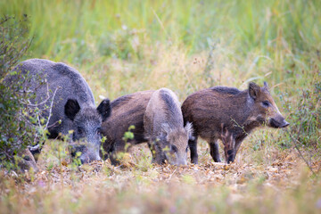Family of wild boar, sus scrofa,s with young piglets on summer meadow.  © Branislav