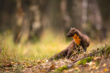 Obraz premium Pine marten [Martes martes] in woodland