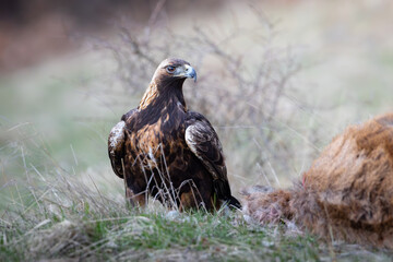 Golden Eagle, Aquila chrysaetos, big bird of prey , feeding on roe deer. Wildlife scenery.