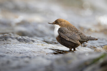White-throated dipper, ( Cinclus cinclus ) sitting on a stone in the river. Black brown white bird in the water.