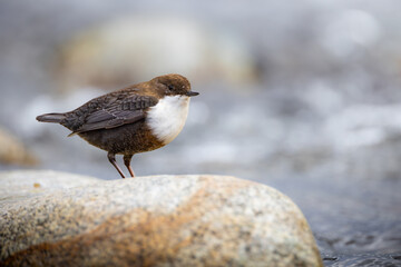 White-throated dipper, ( Cinclus cinclus ) sitting on a stone in the river. Black brown white bird in the water.