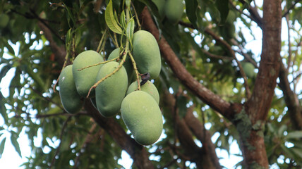 Unripe Green mangoes hanging on Branch. Fresh green mango on tree. Raw mango hanging on tree with leaf background. Green nature background