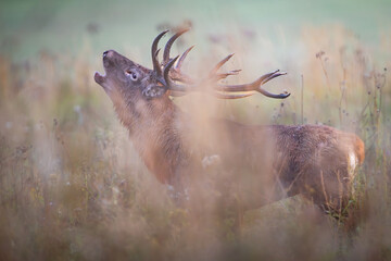 Red deer (Cervus elaphus) stag roaring during rutting season. The stag stands in tall grass .