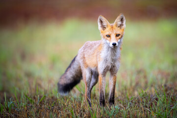 Red fox Vulpes vulpes. A fox in a meadow. Wild young fox. Close up.