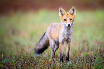 Red fox Vulpes vulpes. A fox in a meadow. Wild young fox. Close up.