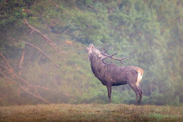 Red Deer (Cervus elaphus)  stag roaring in a meadow  during the rutting season.