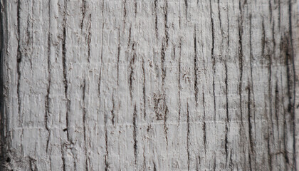Obraz premium white wood texture, natural plank surface as background, copy space