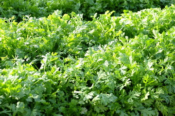 春菊（しゅんぎく）の畑