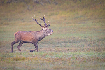 Fototapeta premium Red Deer (Cervus elaphus) stag roaring in a meadow during the rutting season.