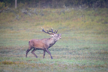 Fototapeta premium Red Deer (Cervus elaphus) stag roaring in a meadow during the rutting season.