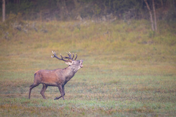 Obraz premium Red Deer (Cervus elaphus) stag roaring in a meadow during the rutting season.