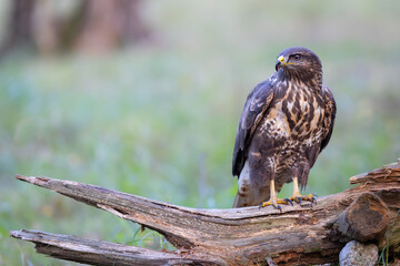 Common Buzzard (Buteo buteo) sitting on a branch. Birds of prey . Wildlife scenery.	