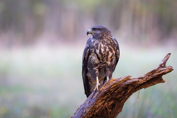 Common Buzzard (Buteo buteo) sitting on a branch. Birds of prey . Wildlife scenery.	