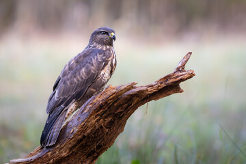 Common Buzzard (Buteo buteo) sitting on a branch. Birds of prey . Wildlife scenery.	