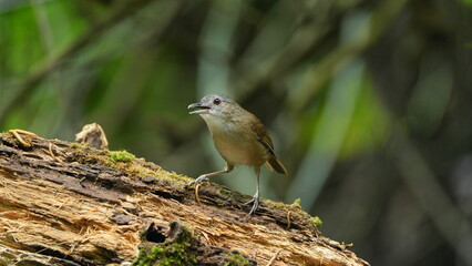 Intimate Encounter with the Wild