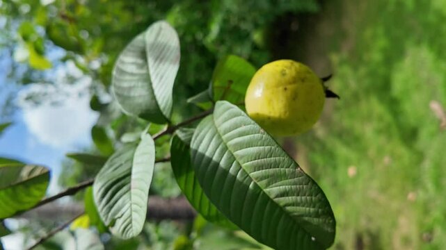 Close up of guava fruit hanging on a tree branch with green leaves against a bright blue sky. vertical view.