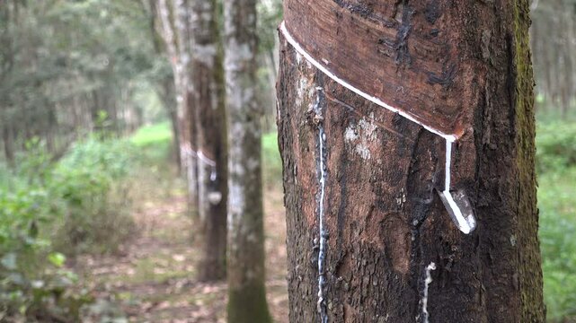 Close-up of latex dripping from a rubber tree in Indonesia
