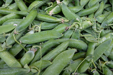 Stack of freshly picked green pea pods at the Farmer's market, delicious vegetable with vibrant color and glossy texture ready to be sold, fresh produce obtained from sustainable organic agriculture
