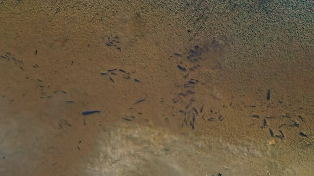 Drone footage of Cyprinus carpio fishes moving around under muddy water.