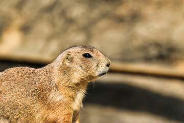 동물원의 프레리도그