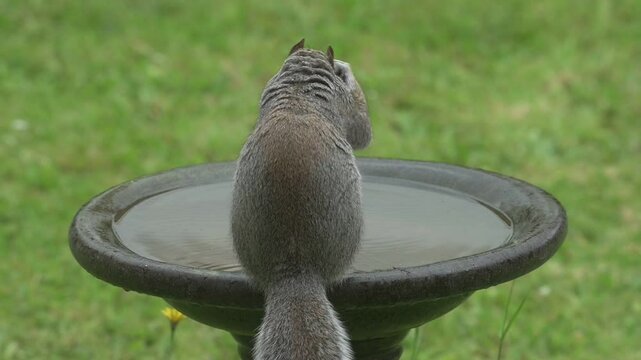 Grey Squirrel (Sciurus carolinensis) grooming and comically falling off a bird bath. Kent, UK  [Slow motion x5]