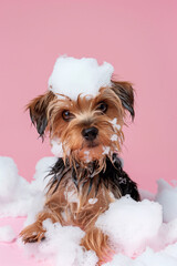Yorkshire Terrier dog