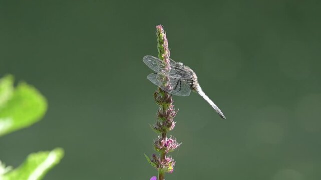 Black-Tailed Skimmer dragonfly (Orthetrum cancellatum) male cleaning its eyes before flying away. August, Kent, UK. [Slow motion x5]