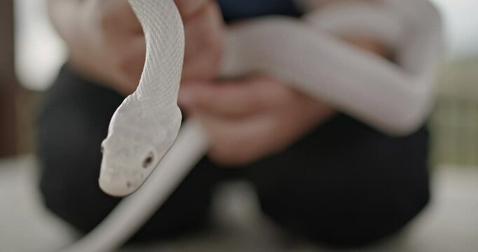 An albino snake being held by a woman outside, with its tongue flicking out.