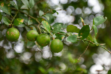 Jaunpur , India -9 October 2024 Wild Lemon Tree with green Lemons Citrus Diseases on Lemon Fruit at Jaunpur Uttar Pradesh India